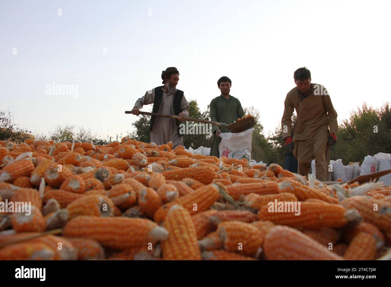 (231030) -- BALKH, 30. Oktober 2023 (Xinhua) -- Bauern verpacken neu geerntete Körner in der Provinz Balkh, Afghanistan, 29. Oktober 2023. (Foto: Khibar Momand/Xinhua) Stockfoto