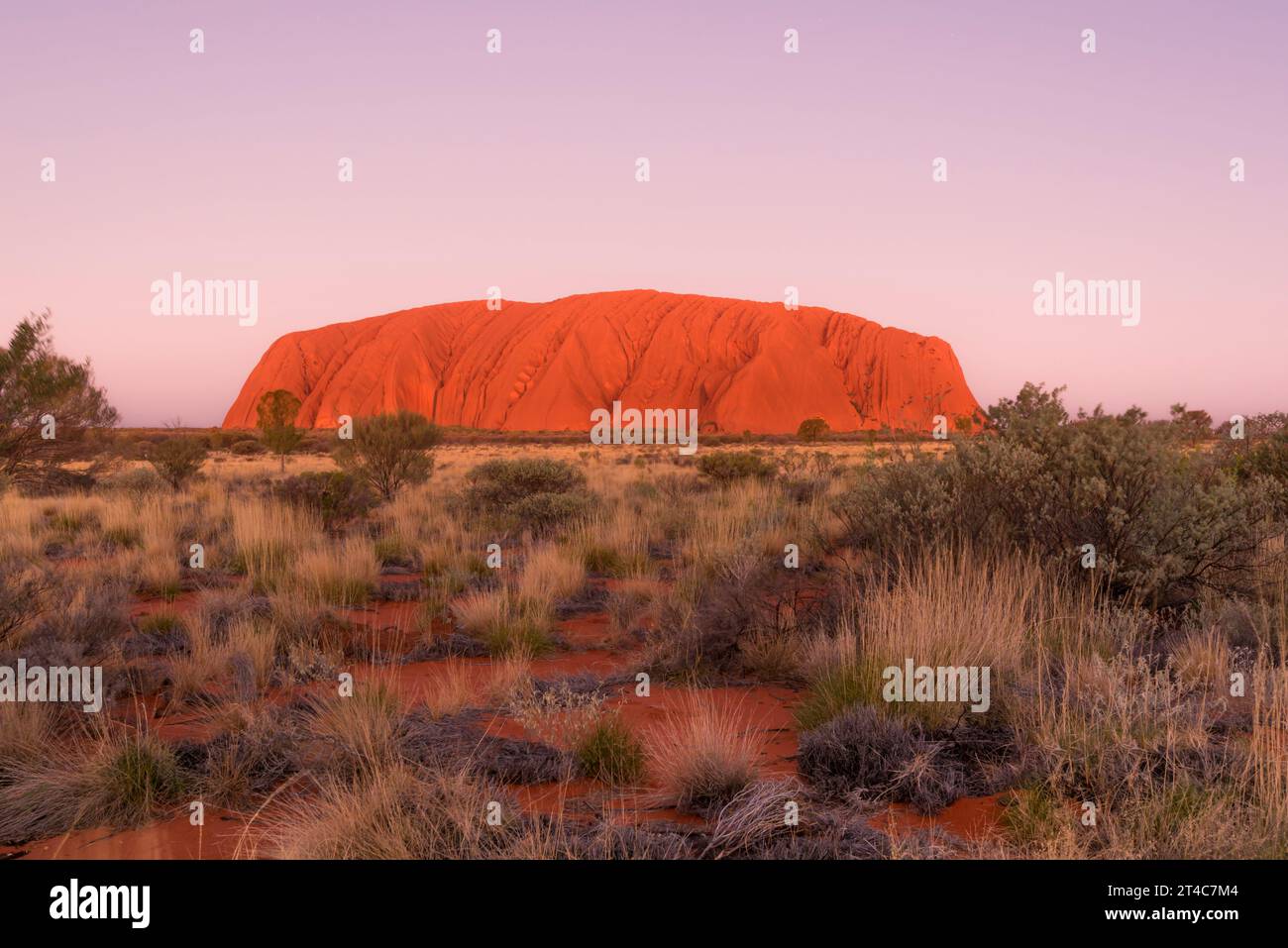 Spinifex Gras, Triodia pungens und Triodia basedowei und Mulga bilden einen farbigen Teppich rund um den Uluru (Ayers Rock) im Northern Territory, Australien Stockfoto