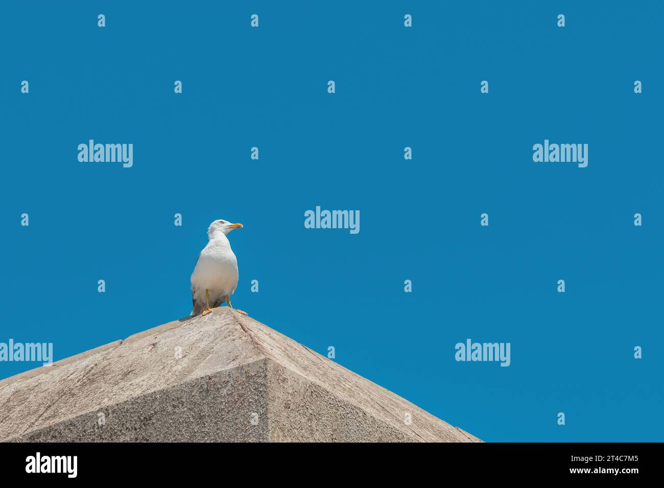 Möwenvogel auf Betondach vor blauem Sommerhimmel als Kopierraum Stockfoto