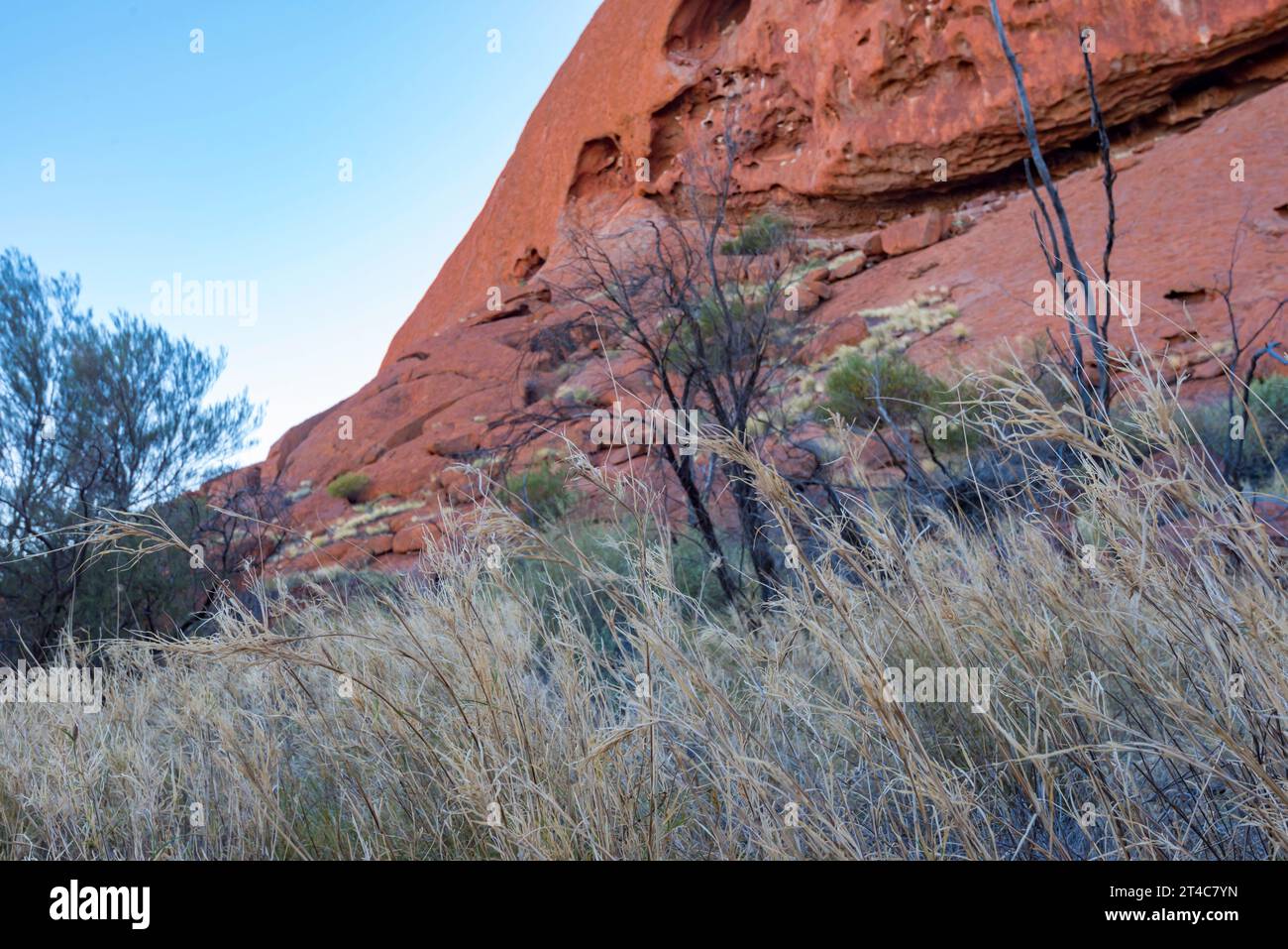 Spinifex-Gras (TRIODIA SCHINZII) und wassererodierte Schlaglöcher am Fuß des Uluru (Ayers Rock) im Northern Territory, Australien Stockfoto