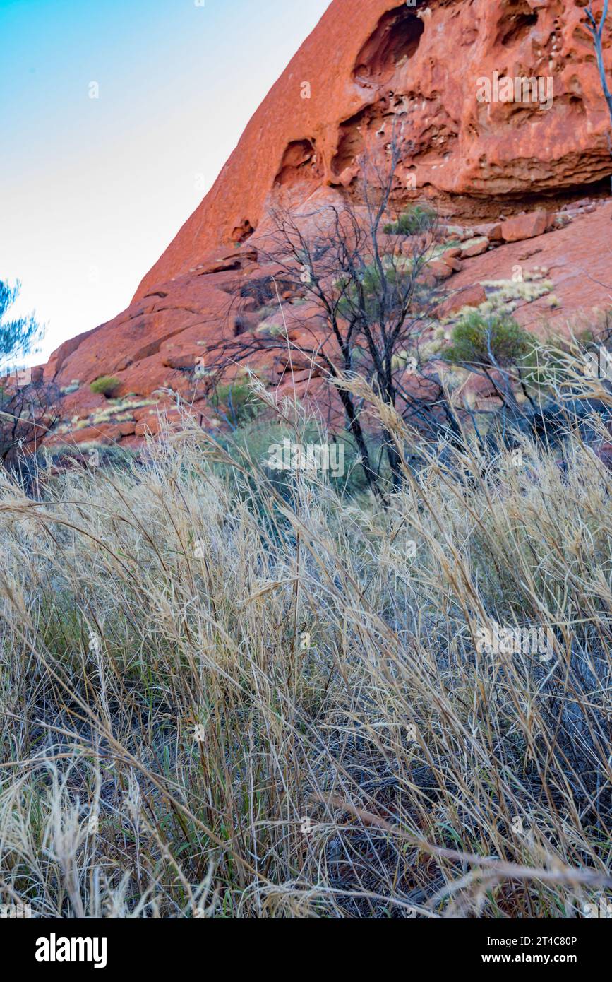 Spinifex-Gras (TRIODIA SCHINZII) und wassererodierte Schlaglöcher am Fuß des Uluru (Ayers Rock) im Northern Territory, Australien Stockfoto