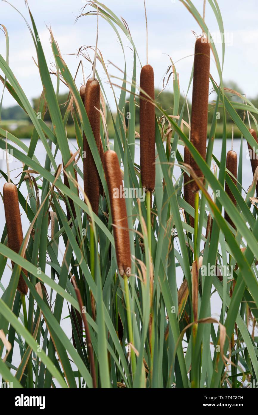 Braune Bulrosträucher, Welpen oder typha latifolia mit grünen Blättern vor dem Wasser an einem sonnigen Tag. Typha latifolia im Spätsommer. Stockfoto