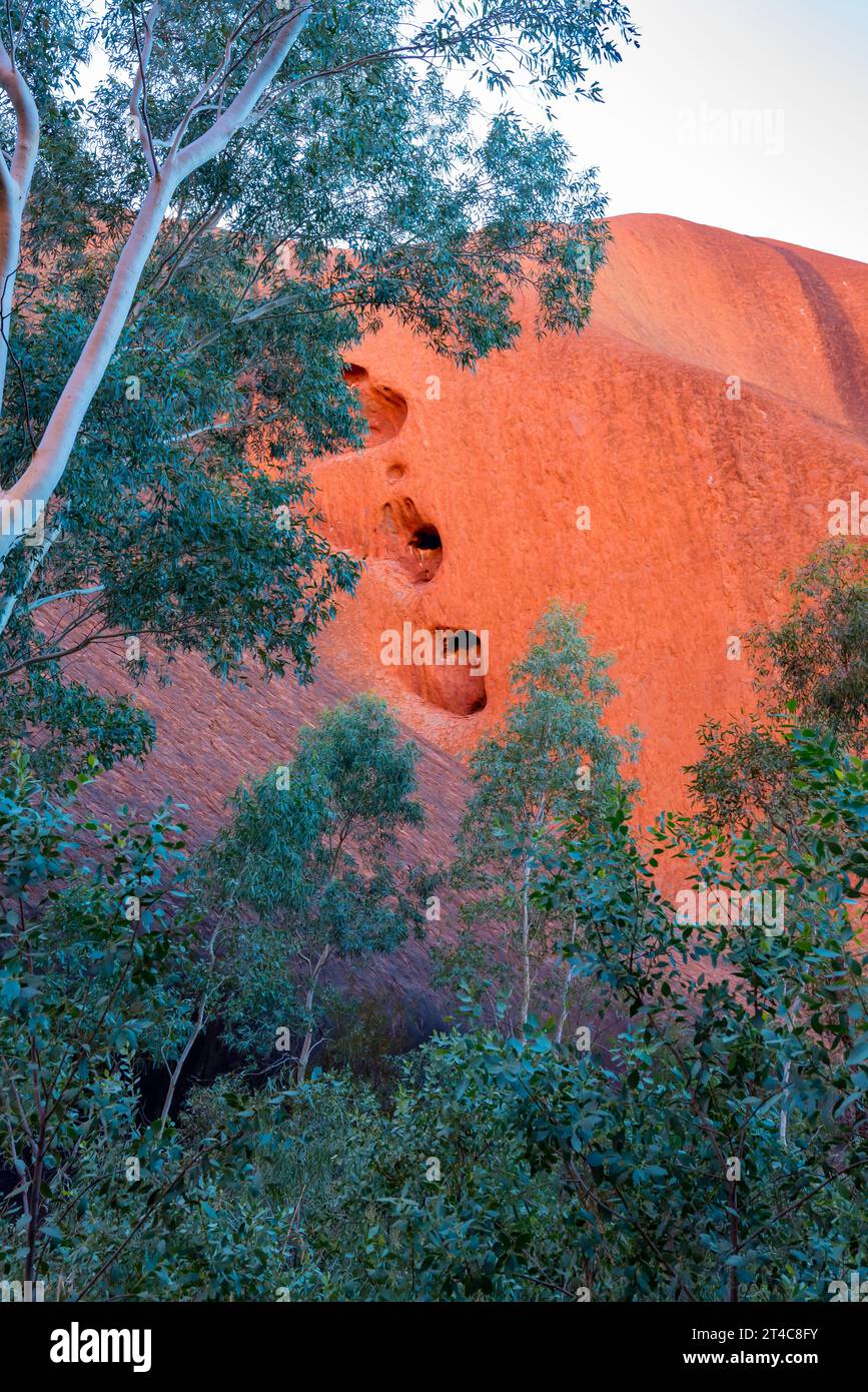 Eine Nahaufnahme des östlichen Endes des Uluru (Ayers Rock) und seiner wassererodierten Schlaglöcher im Northern Territory, Australien, im frühen Morgenlicht Stockfoto