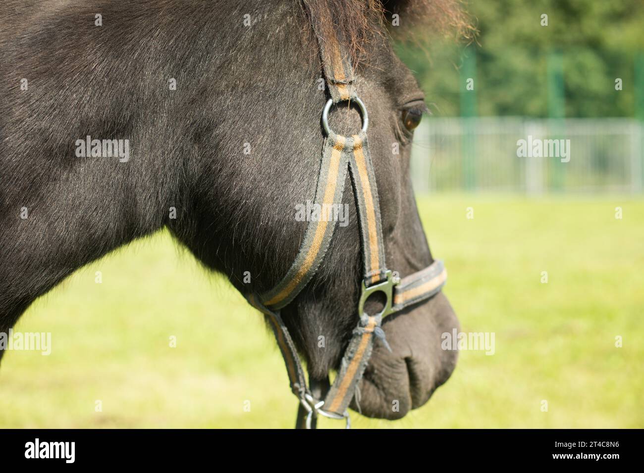 Pferdegesicht. Zaumzeug zu Pferd. Tierlippen. Pony im Park. Stockfoto