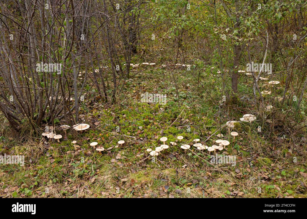 Eine Fee ring, auch als Fee Kreis Kreis bekannt, elf, elf Ring oder pixie Ring, ist ein natürlich vorkommendes Ring oder Bogen von Pilzen. Stockfoto