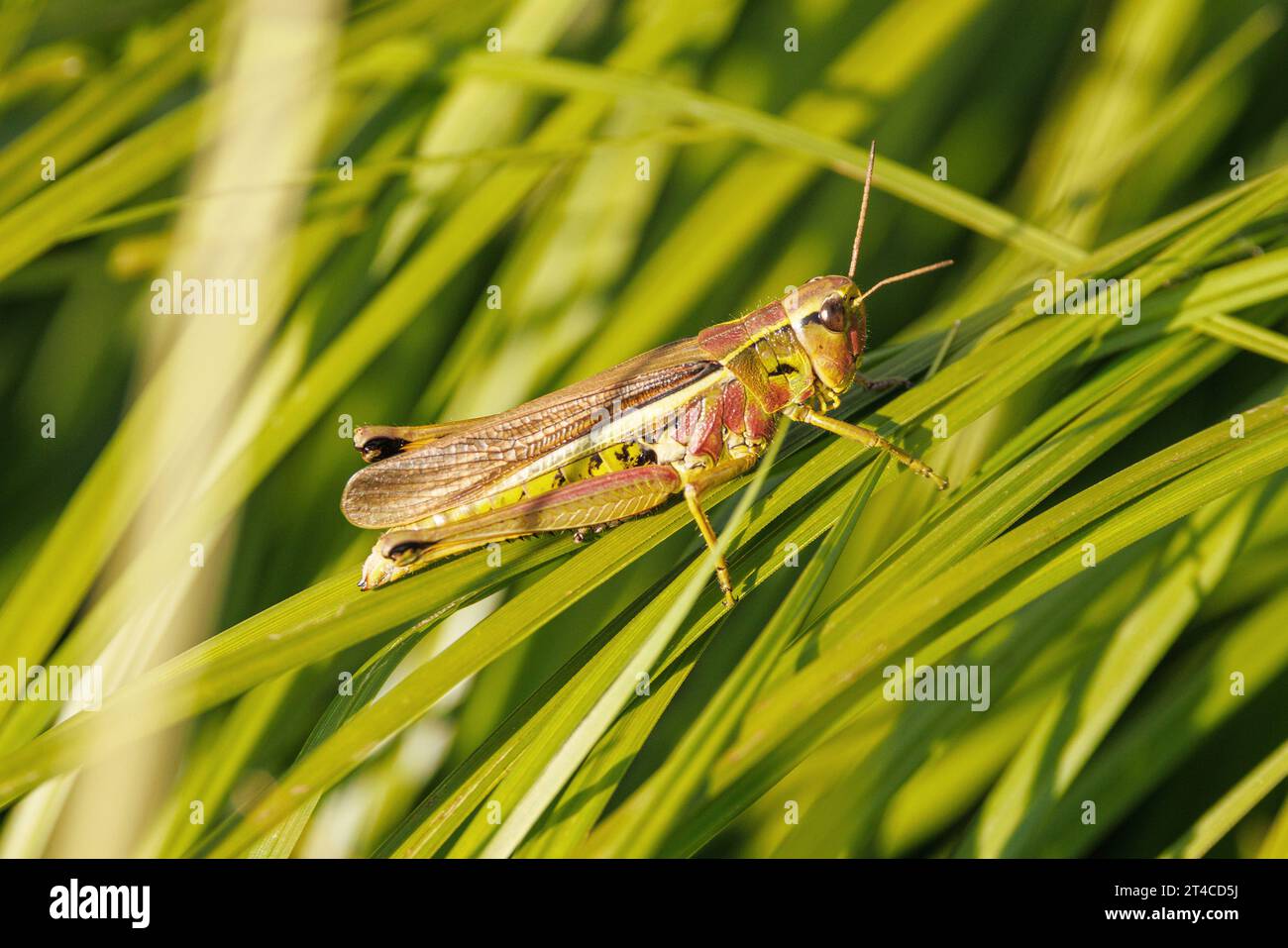 Große Sumpfgrasschrecken (Mecostethus grossus, Stethophyma grossum), weiblich am Stamm, Deutschland, Bayern Stockfoto