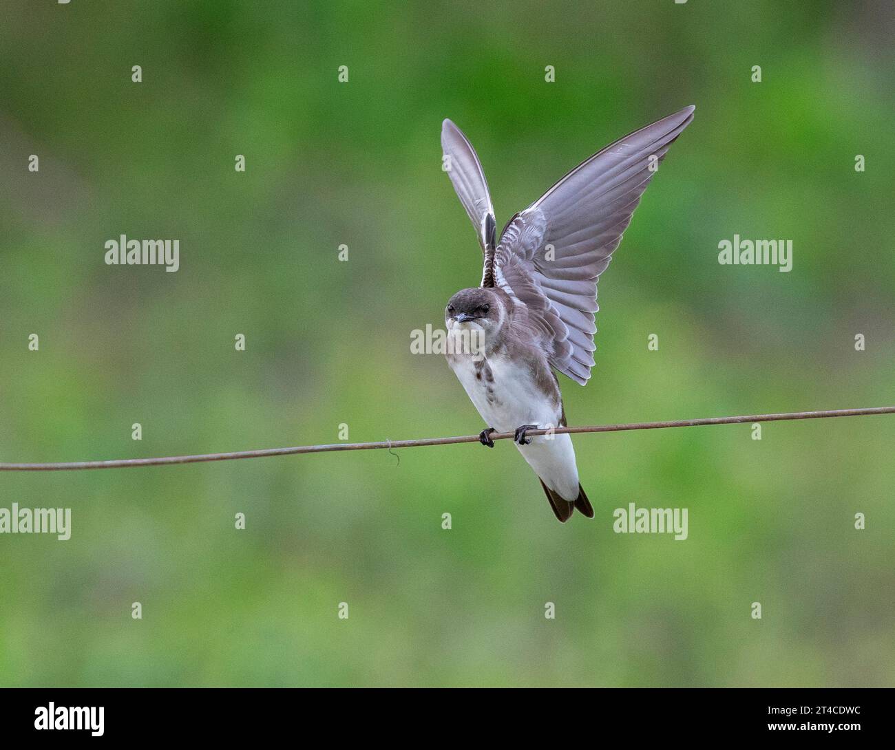 Brauner martin (Phaeoprogne tapera), mit offenen Flügeln an einem Drahtseil, Brasilien, Pantanal Stockfoto