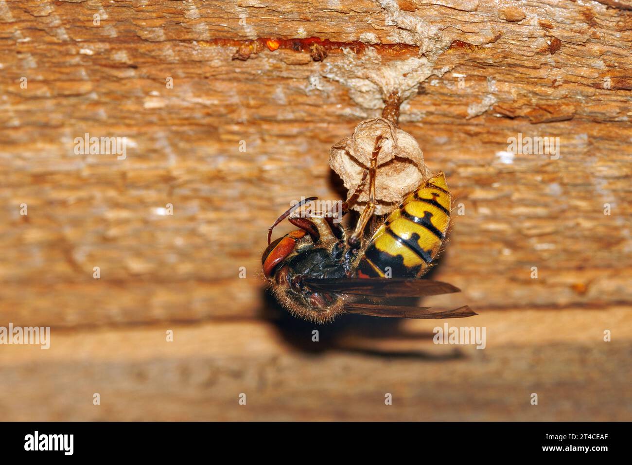 hornet, Braunhornet, Europäische Hornet (Vespa crabro), Königin, die ein Nest baut, Baumaterial mitbringt, Deutschland, Bayern Stockfoto