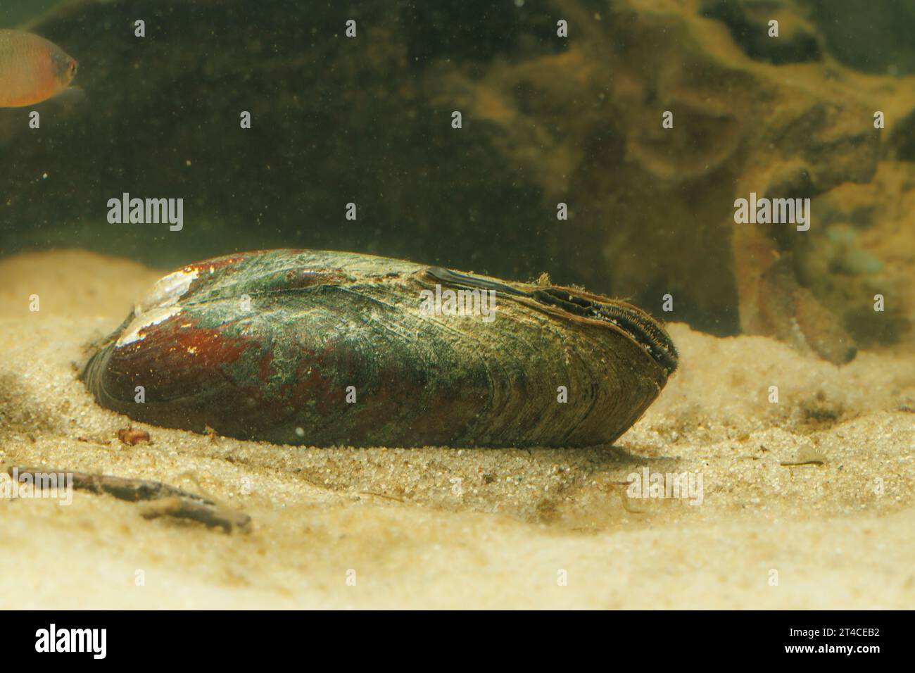 Malermuschel (Unio pictorum, Pollicepes pictorum), auf sandigem Boden mit sichtbarem Atem- und Kloakensiphon, Deutschland Stockfoto