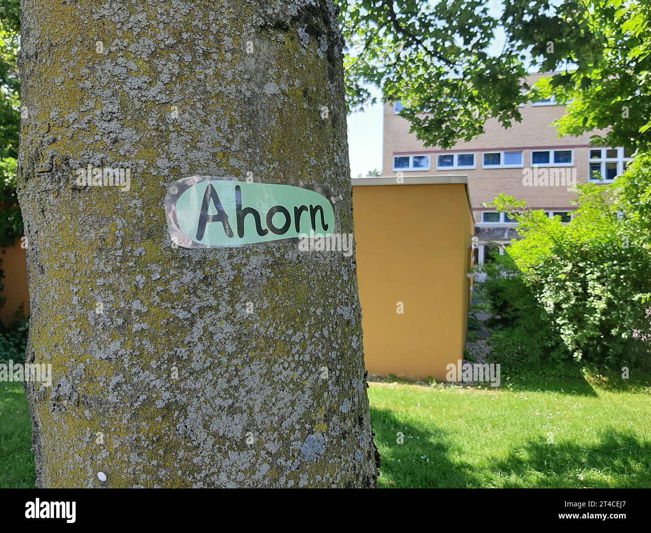 sycamore Ahorn, großer Ahorn (Acer pseudoplatanus), Projektbaumerkennung mit Markierung auf dem Schulgelände, Deutschland Stockfoto