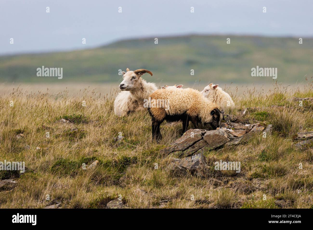Islandschafe (Ovis ammon f. aries), Widder und Schafe in der Tundra, Island, Haukadalur Stockfoto