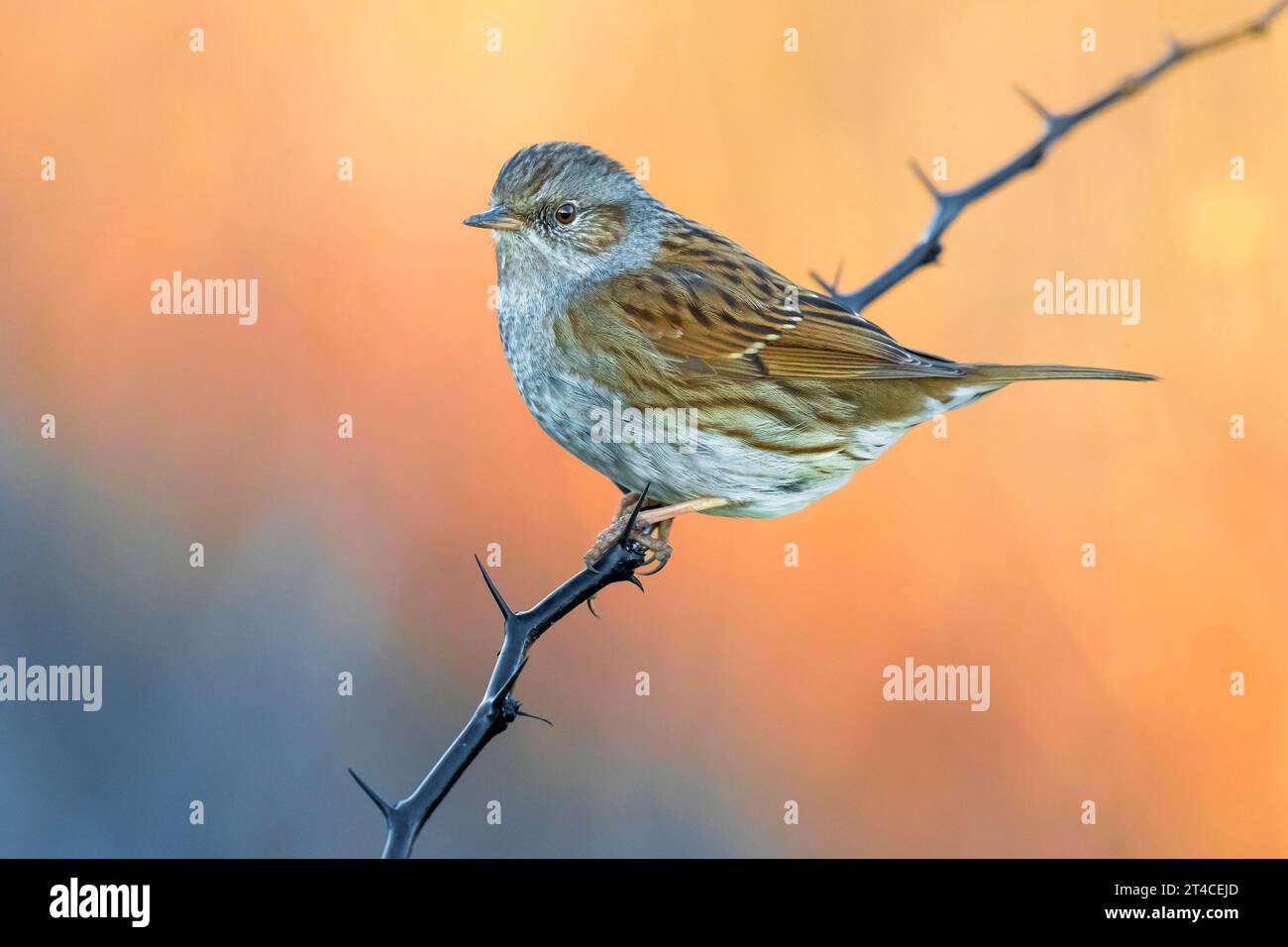 Dunnock, Hecke accentor, Heckensperling, Heckenschwärmer (Prunella modularis), hoch auf einem stacheligen Zweig, Seitenansicht, Italien, Toskana Stockfoto