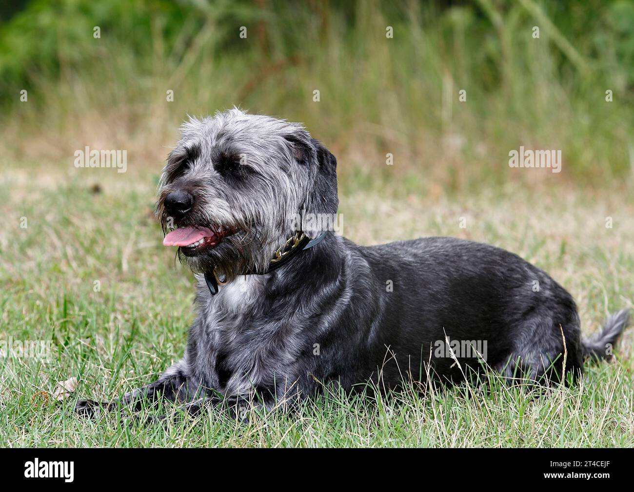 Mischhund (Canis Lupus f. familiaris), 4 Jahre alter Dachshund-Shih Tzu-Mix auf einer Wiese liegend, männlich Stockfoto