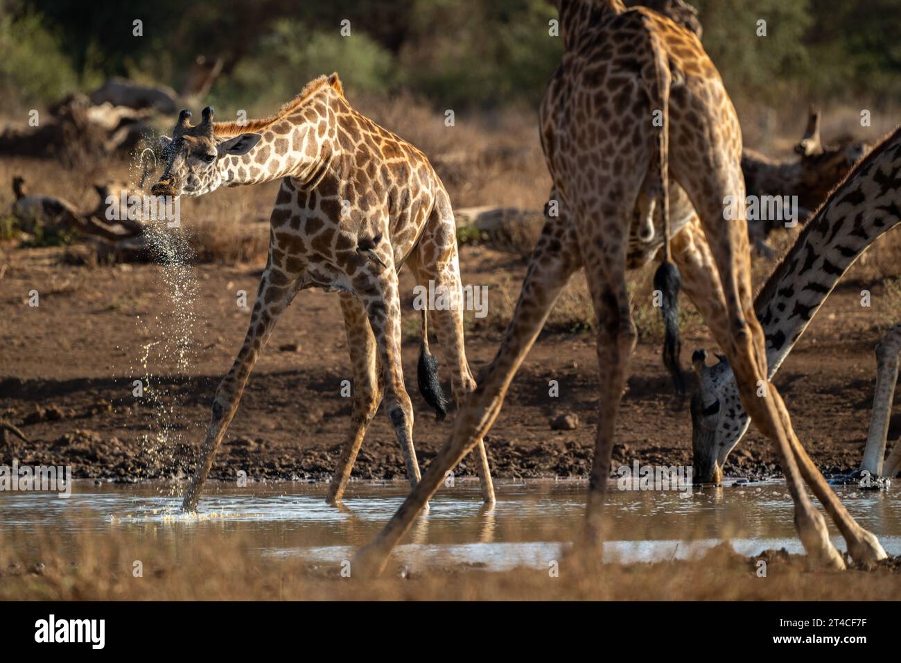 Baby Giraffe kippt die Nase AFRIKA EINE ENTZÜCKENDE Baby Giraffe kann beim Spritzen beobachtet werden, während sie ihr Bestes versucht, aus einem afrikanischen Wasserloch zu trinken. In ein Stockfoto