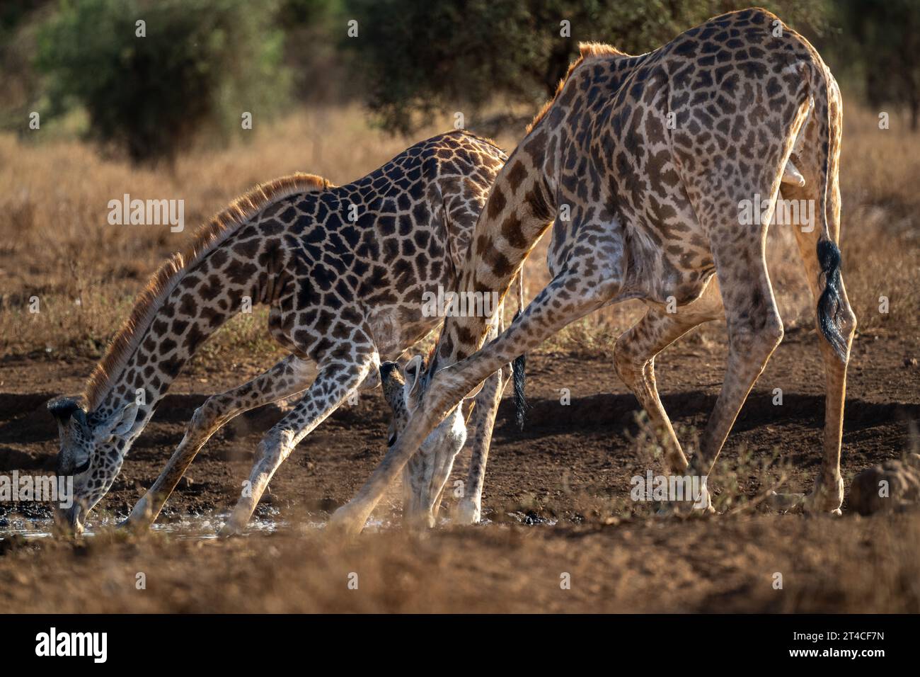 Giraffen trinken aus einem Wasserloch AFRIKA EINE ENTZÜCKENDE Babygiraffe kann beim Spritzen beobachtet werden, während sie ihr Bestes versucht, aus einer afrikanischen Wasserspeise zu trinken Stockfoto