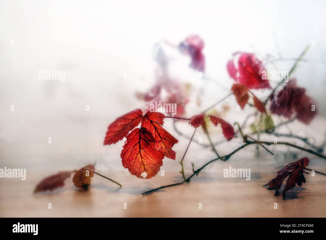 Rote Herbstblätter auf dünnen Zweigen vor grauem Hintergrund, verschwommen abstrahiert durch eine beschlagene Glasscheibe, Stillleben im Herbst und Winter, Kopierraum, ausgewählt Stockfoto