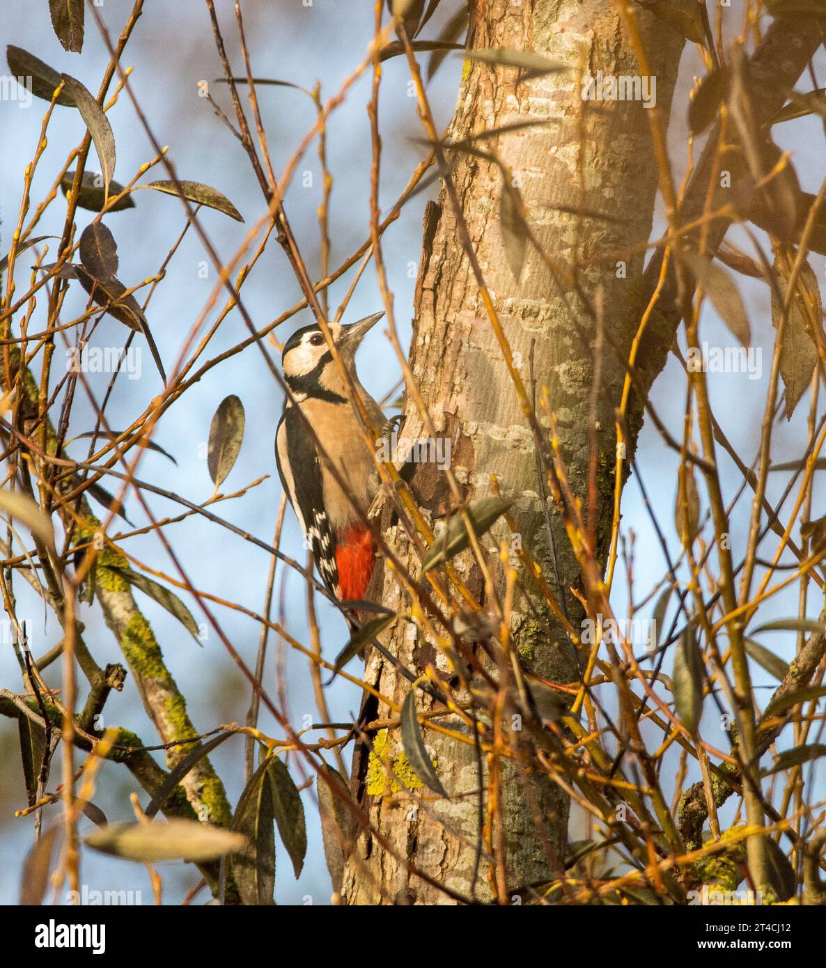 Buntspecht (Dendrocopos major) Stockfoto