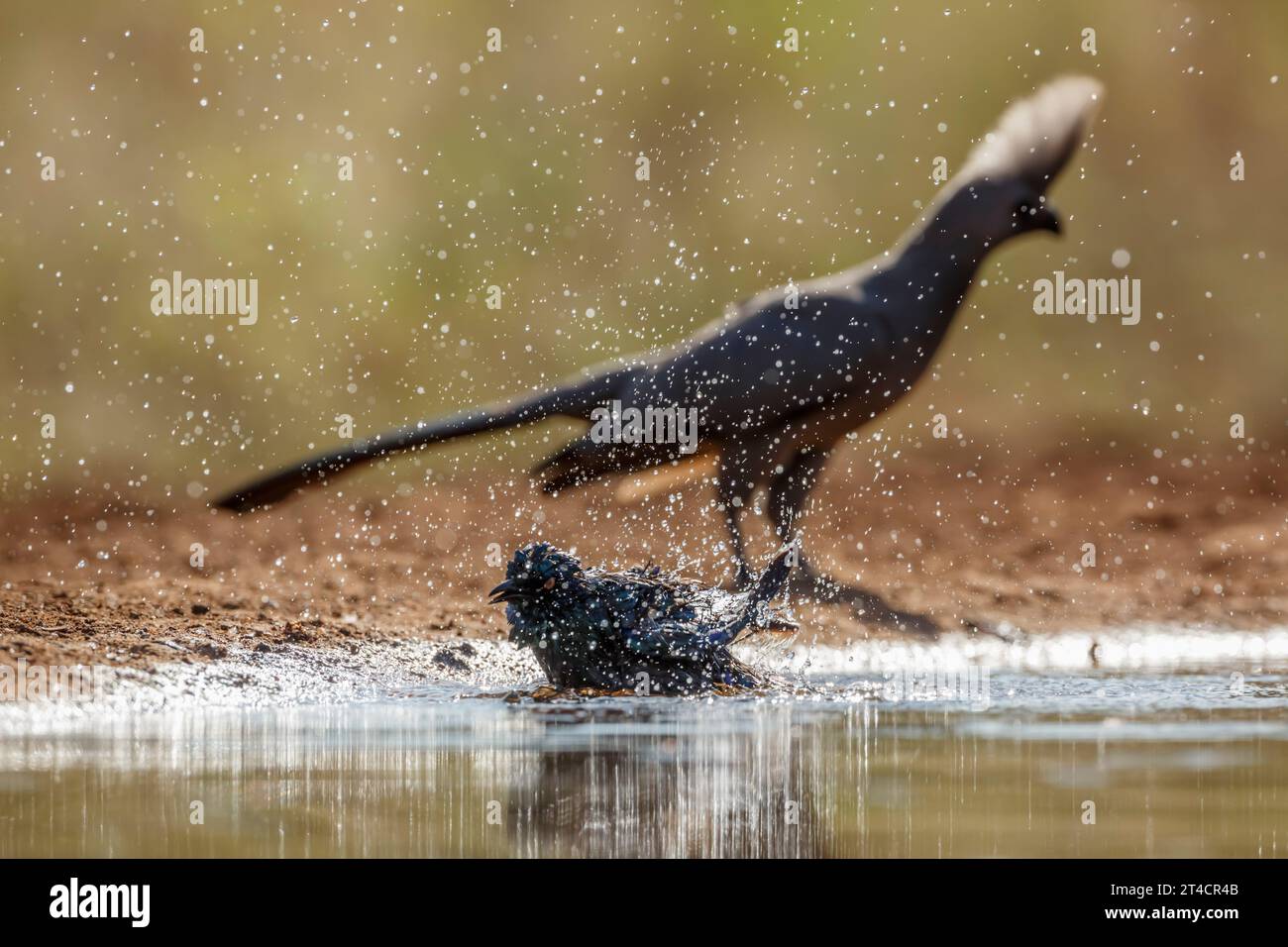 Cape Glossy Starling Baden mit Turaco auf Hintergrund im Kruger-Nationalpark, Südafrika; Specie Lamprotornis nitens Familie der Sturnidae Stockfoto