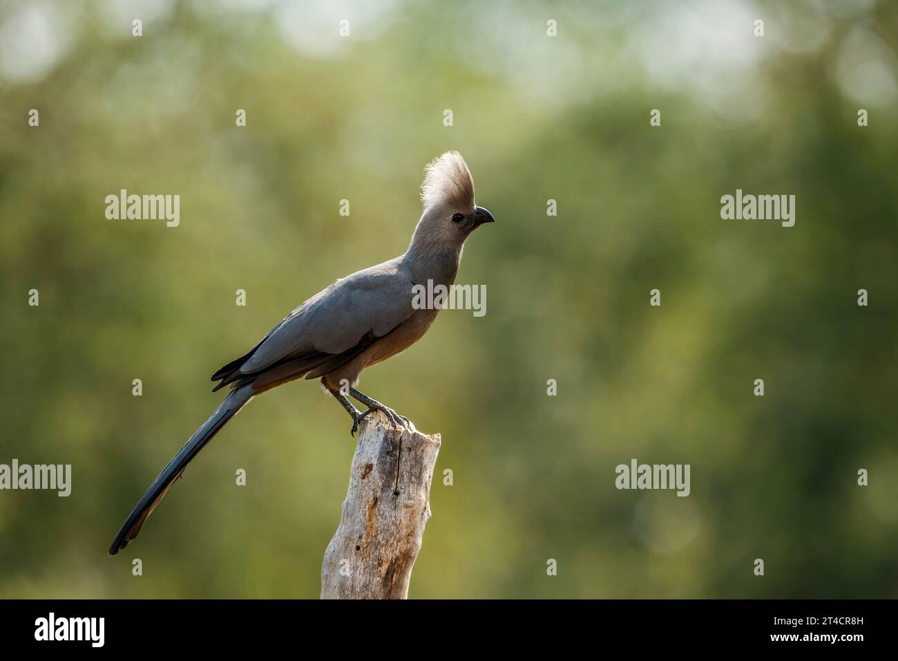 Grauer Go Away-Vogel, der auf einem Holzblock im Kruger-Nationalpark, Südafrika, hinterleuchtet steht; Specie Corythaixoides koncolor-Familie der Musophagidae Stockfoto