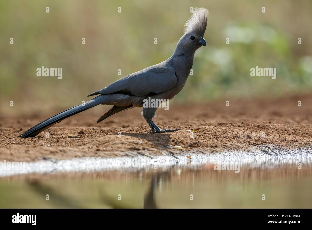 Grey Go Away Vogel entlang Wasserloch Backit im Kruger National Park, Südafrika; Specie Corythaixoides concolor Familie der Musophagidae Stockfoto