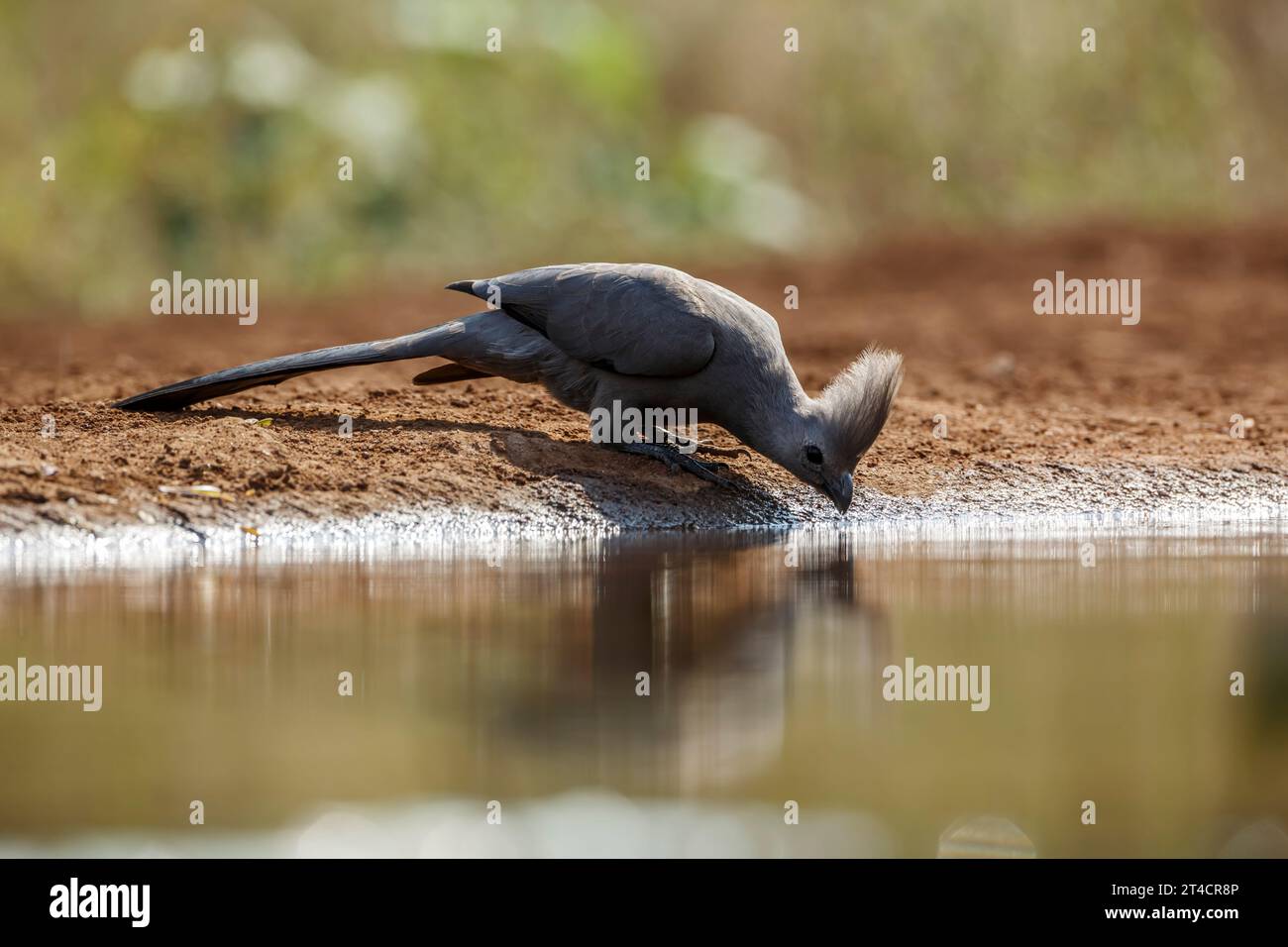 Grey Go Away Vogel trinkt im Wasserloch im Kruger-Nationalpark, Südafrika; Specie Corythaixoides koncolor Familie der Musophagidae Stockfoto