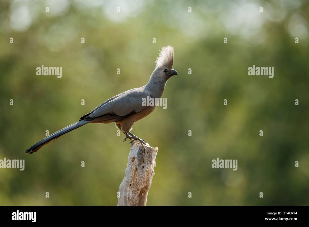 Grauer Go Away-Vogel, der auf einem Holzblock im Kruger-Nationalpark, Südafrika, hinterleuchtet steht; Specie Corythaixoides koncolor-Familie der Musophagidae Stockfoto