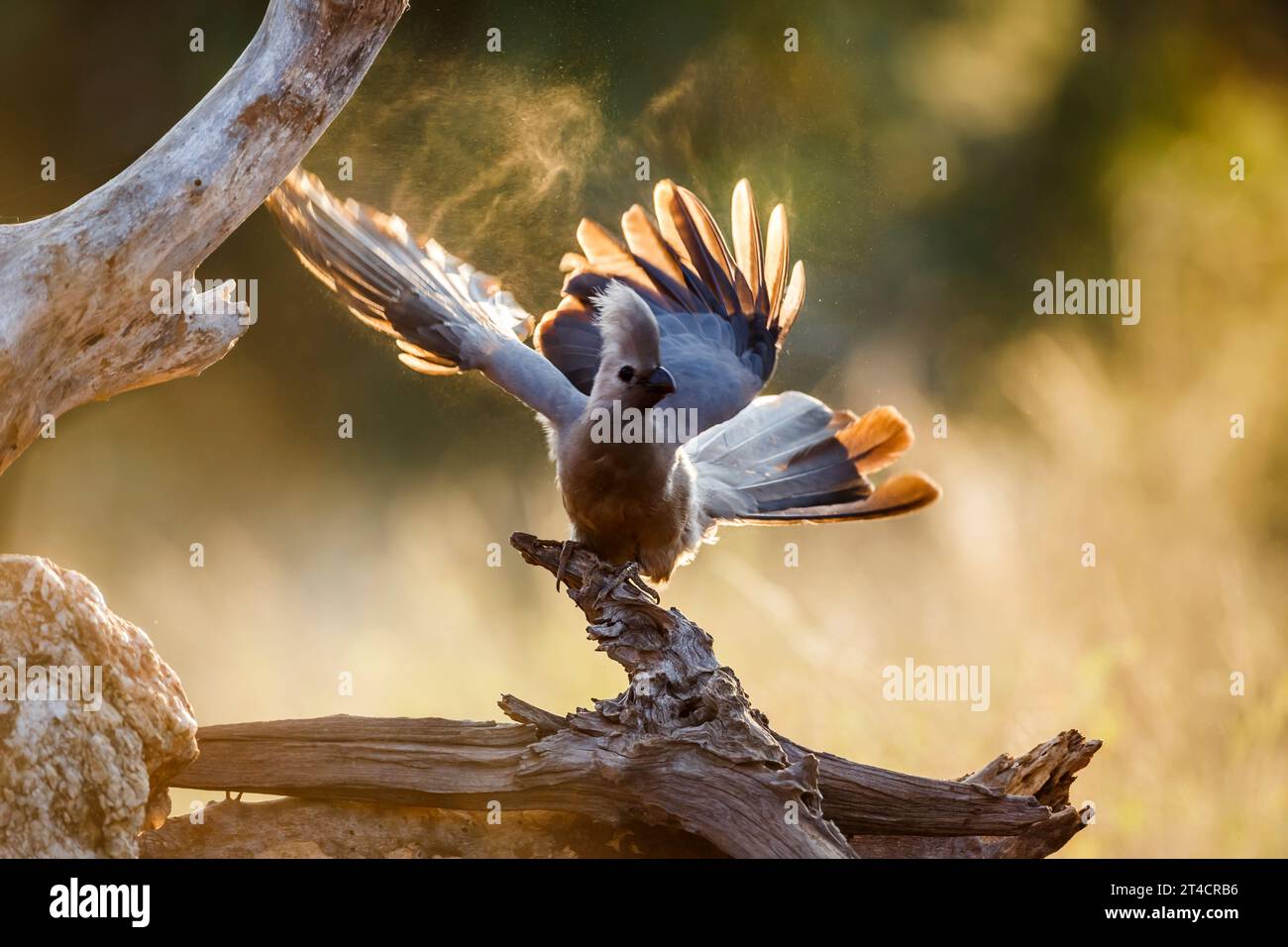 Graue Gay Away-Vögel, die bei Sonnenaufgang im Kruger-Nationalpark, Südafrika, ihre Flügel ausbreiten; Specie Corythaixoides koncolor-Familie der Musophagidae Stockfoto