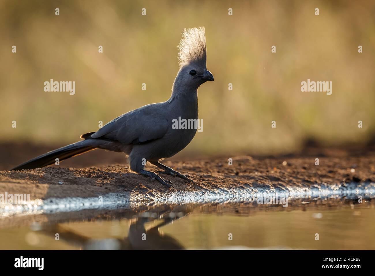 Grauer Go Away-Vogel, der bei Sonnenaufgang am Wasserloch im Kruger-Nationalpark, Südafrika, hinterleuchtet wird; Specie Corythaixoides ist eine Familie der Musophagidae Stockfoto