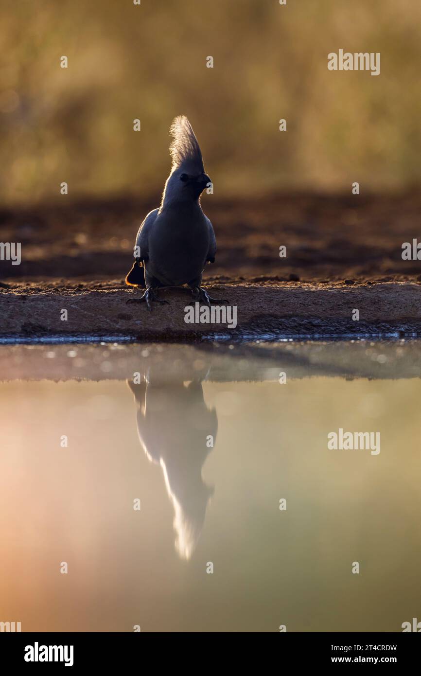 Grauer Vogel, der am Wasserloch vorbeigeht und bei Sonnenaufgang im Kruger-Nationalpark, Südafrika reflektiert wird; Specie Corythaixoides konkoloriert die Familie der Musophagida Stockfoto
