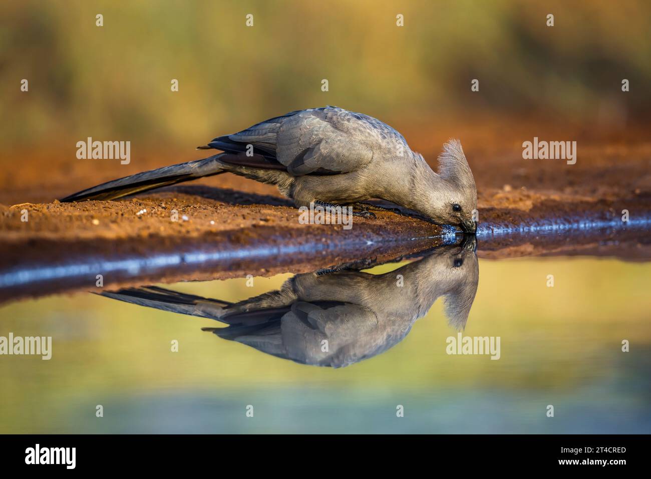 Grauer Vogel, der im Wasserloch trinkt und im Kruger-Nationalpark, Südafrika reflektiert wird; Specie Corythaixoides koncolor-Familie der Musophagidae Stockfoto