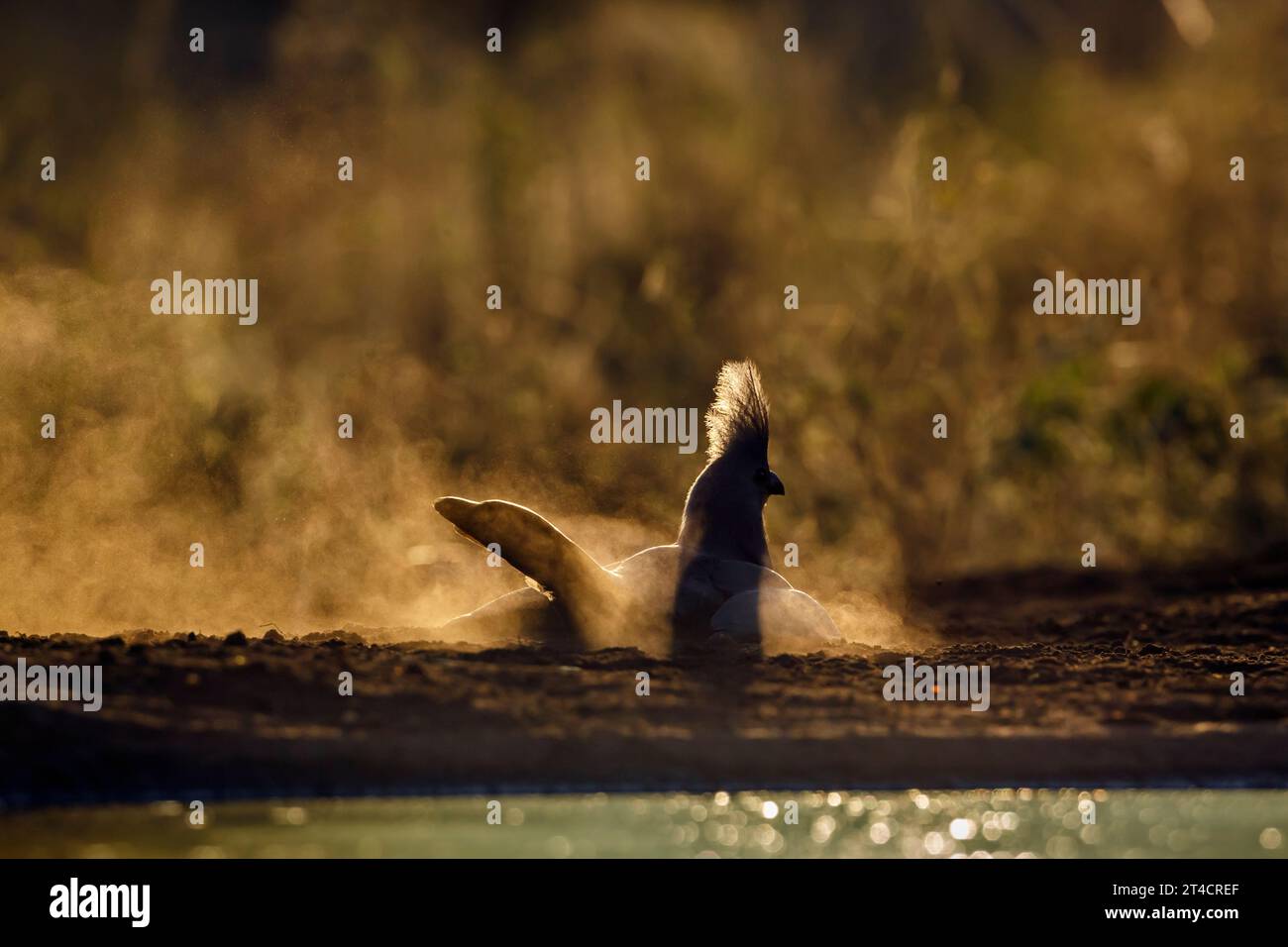 Graue Gay Away-Vögel, die bei Sonnenaufgang im Kruger-Nationalpark in Südafrika im Sand pflegen; Specie Corythaixoides koncolor Familie der Musophagidae Stockfoto