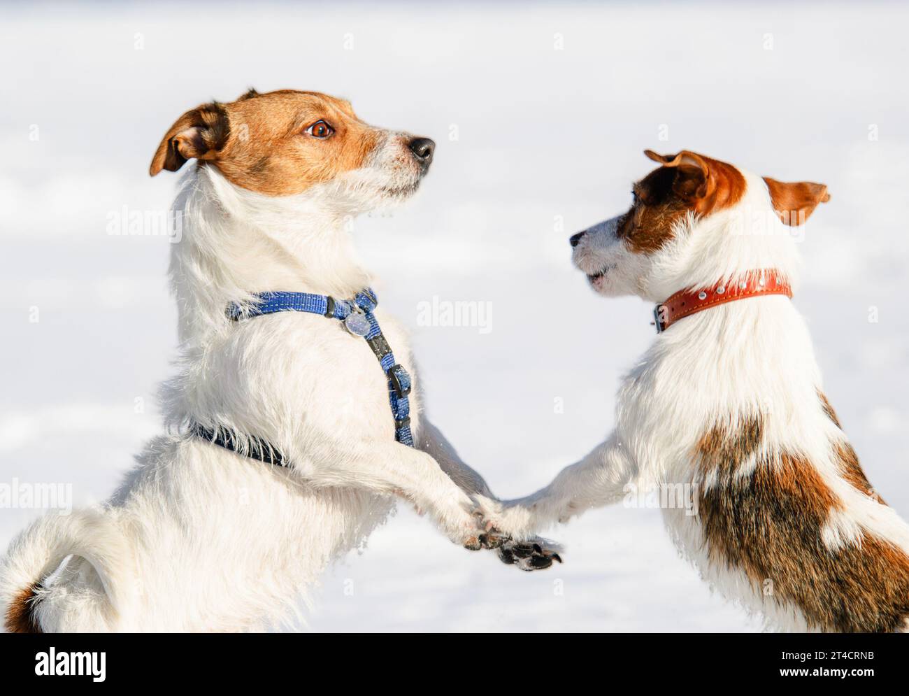 Hundeausbildung und Haustiersozialisationskurs. Zwei glückliche Hunde spielen draußen am Wintertag zusammen. Stockfoto