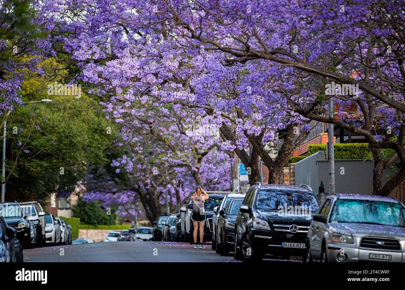 Sydney, Australien. 30. Oktober 2023. Eine Frau fotografiert die blühende Jacaranda in Sydney, Australien, am 30. Oktober 2023. Quelle: Hu Jingchen/Xinhua/Alamy Live News Stockfoto