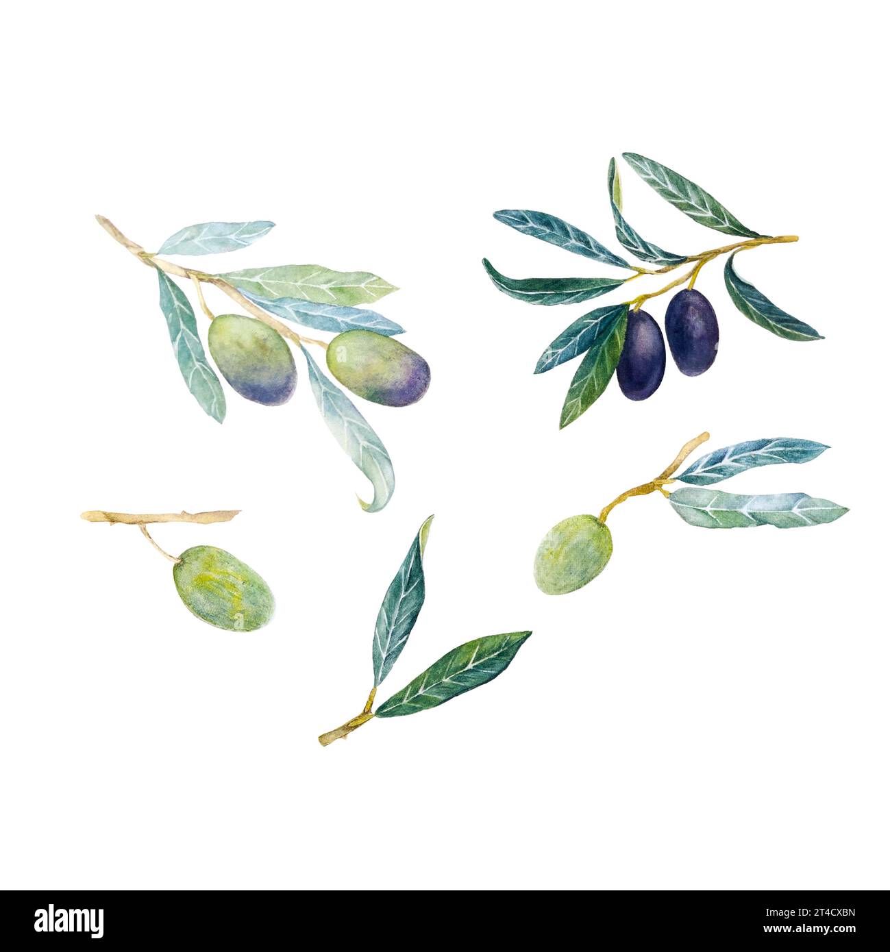 Aquarellhandzeichnung Oliven, Lebensmittelillustration mit Olivenzweig auf weißem Hintergrund. Aquarellset mit Oliven. Stockfoto