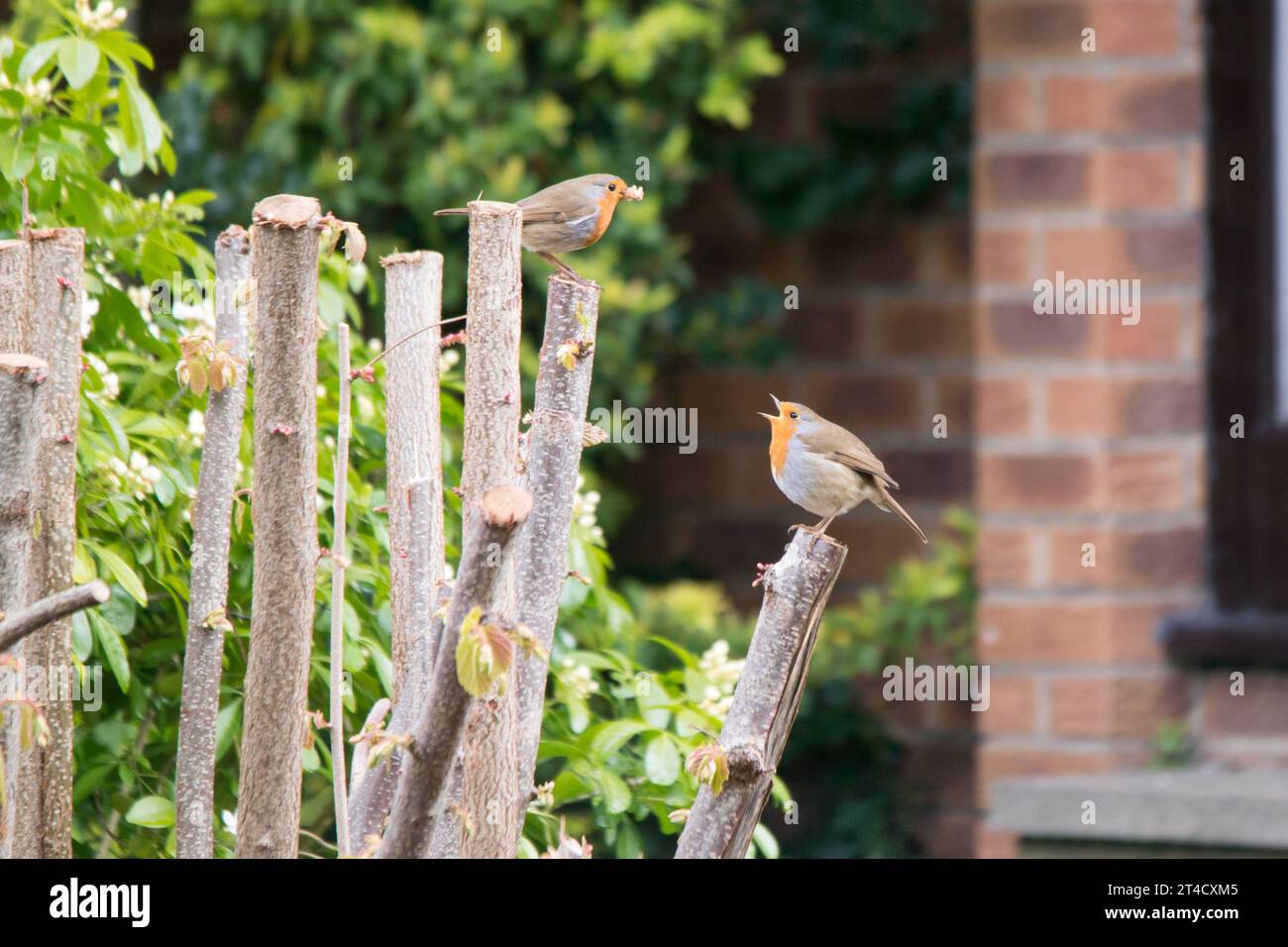 Europäische Robinen in einem Garten in Blackheath, Südostlondon, England, Großbritannien Stockfoto