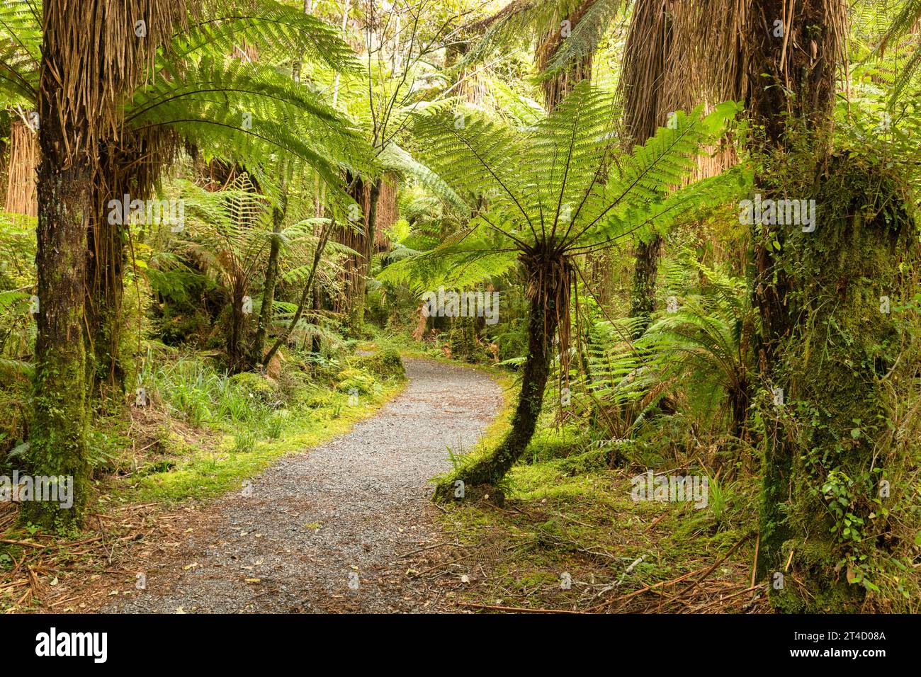 Baumfarne säumen diesen Weg durch einheimisches Busch an der Westküste der Südinsel in Neuseeland, nahe den Roaring Billy Falls. Stockfoto