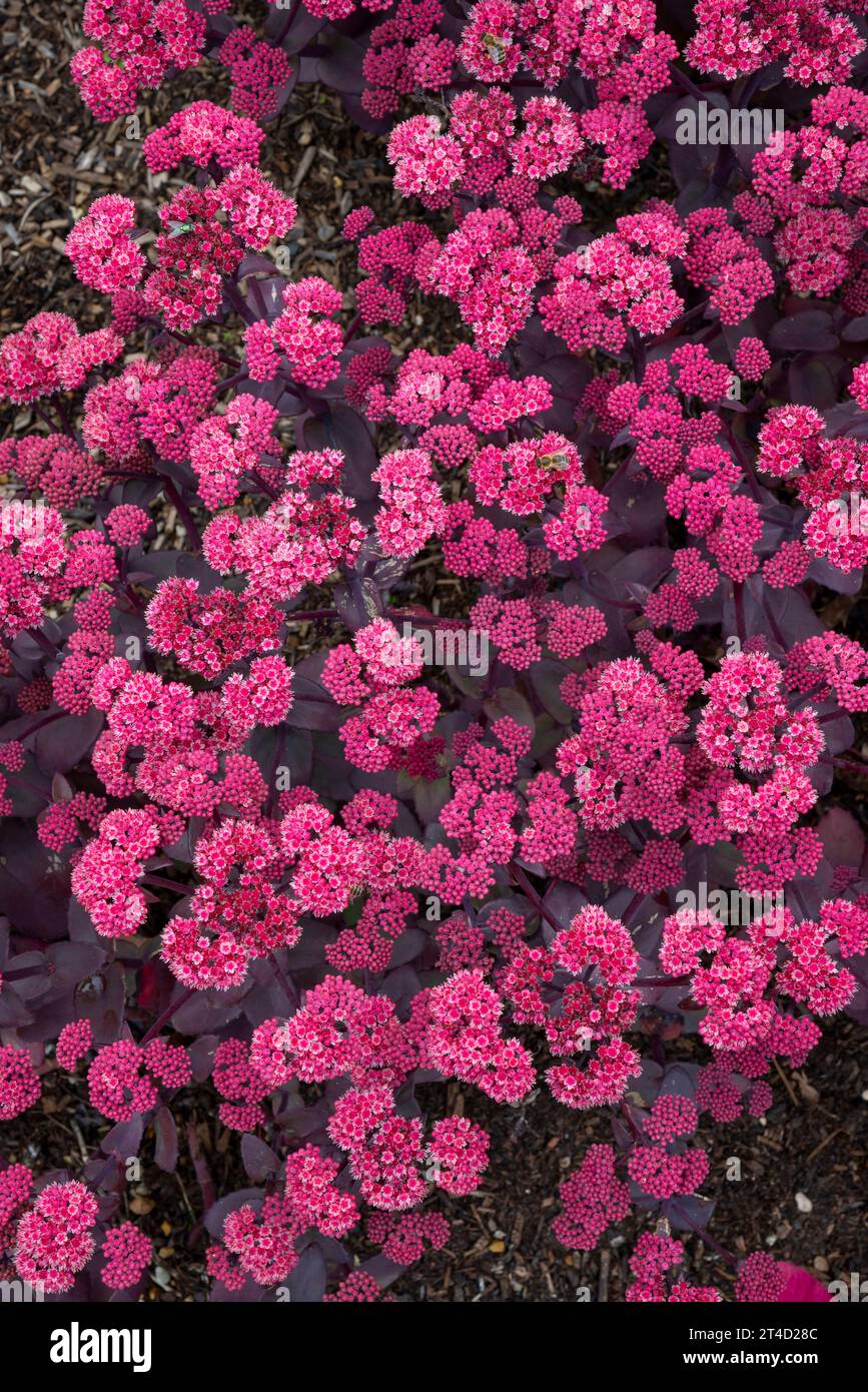 Tiefrotes Sedum Telephium in voller Blüte in einer Spätsommer-Krautgrenze. Stockfoto