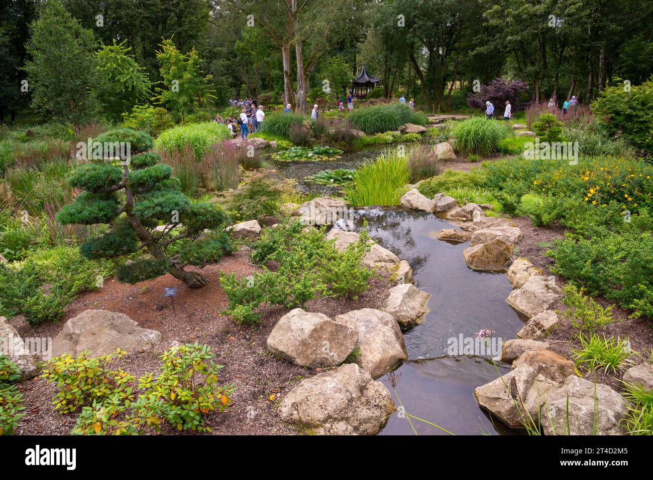 Chinese Streamside Garden im RHS Bridgewater Garden in Worsley, Salford, Manchester, England. Stockfoto