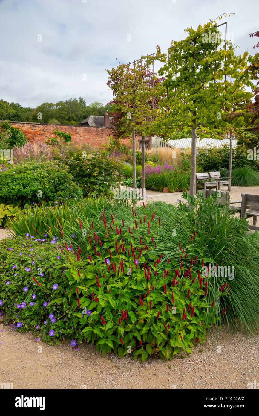 Pflanzen im Spätsommer im Paradise Garden im RHS Bridgewater Garden in Worsley, Salford, Manchester, England. Stockfoto