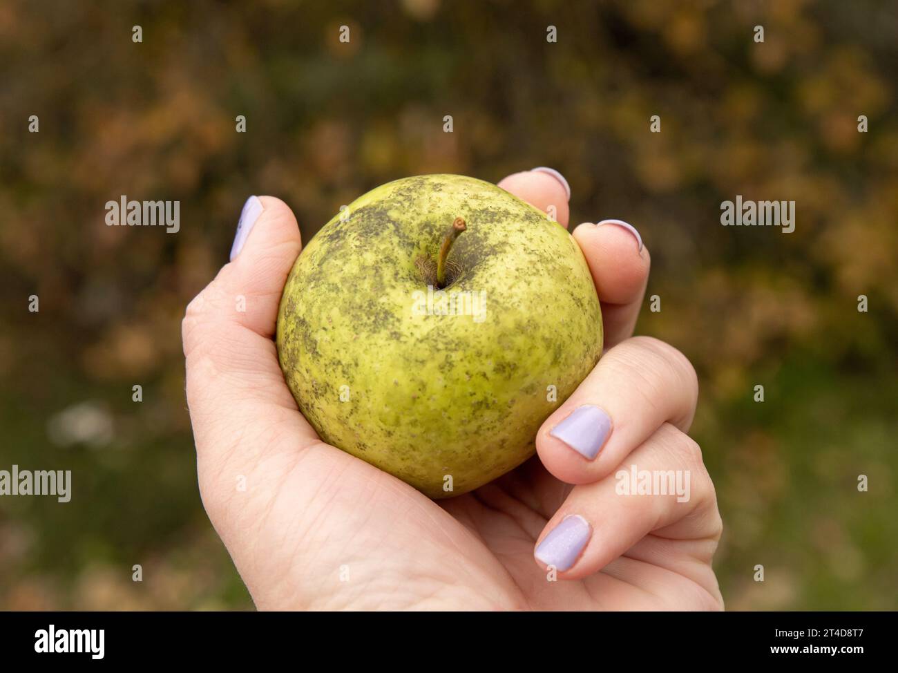 Frau, die Phyllachora pomigena, Cladosporium oder Schizothyrium pomi hält, bedeckt selbst angebauten Apfel, der ein Pflanzenpathogen ist. Stockfoto
