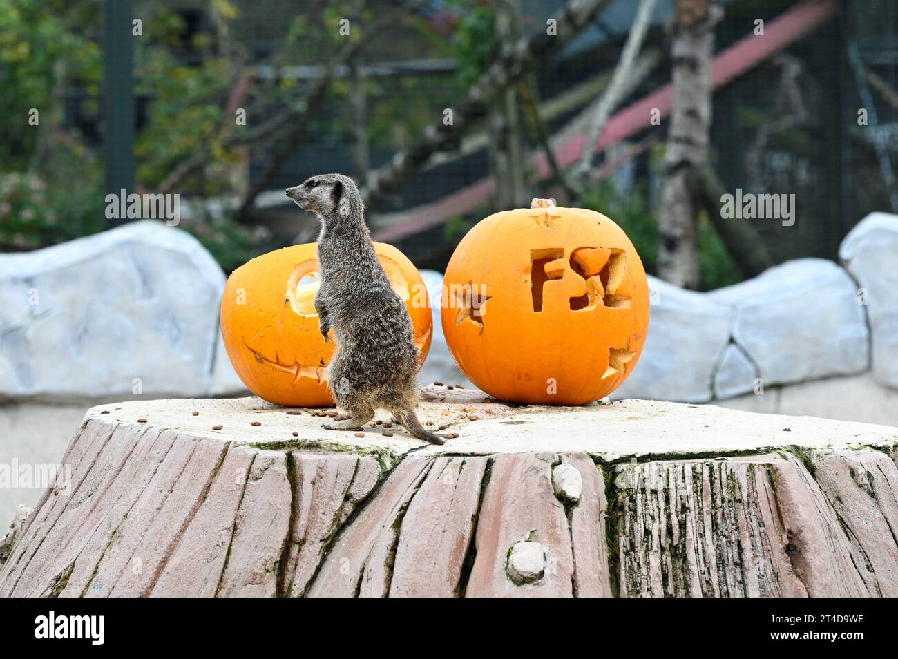 West Calder, Schottland, Großbritannien. 30. Oktober 2023. Boo at the Zoo: Five Sisters Zoo veranstaltet eine gespenstische Halloween Kürbis Party für seine pelzigen Bewohner. Erdmännchen untersuchen die Leckereien in den Kürbissen. Quelle: Craig Brown/Alamy Live News Stockfoto