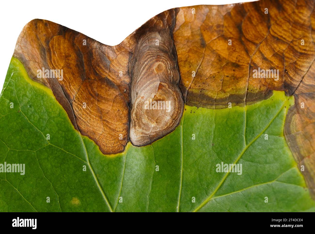 Detail des englischen Efeu, Hedera Helix, Blatt auf weißem Hintergrund, Pilzkrankheit, Naturdetails. Stockfoto