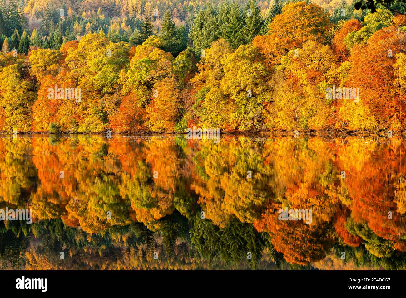 Schottland, Großbritannien. 30. Oktober 2023. Herbstliche Szenen aus Loch Faskally in der Nähe von Pitlochry in Schottland. Quelle: Euan Cherry/Alamy Live News Stockfoto