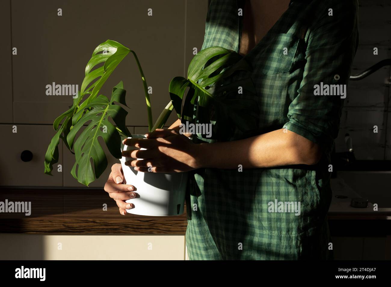 Eine Frau hält Monsterapflanze in einem weißen Topf in einer weißen Küche. Der Begriff des Minimalismus. Monstera deliciosa Blätter oder Schweizer Käse tropisches Blatt. Dayli Stockfoto