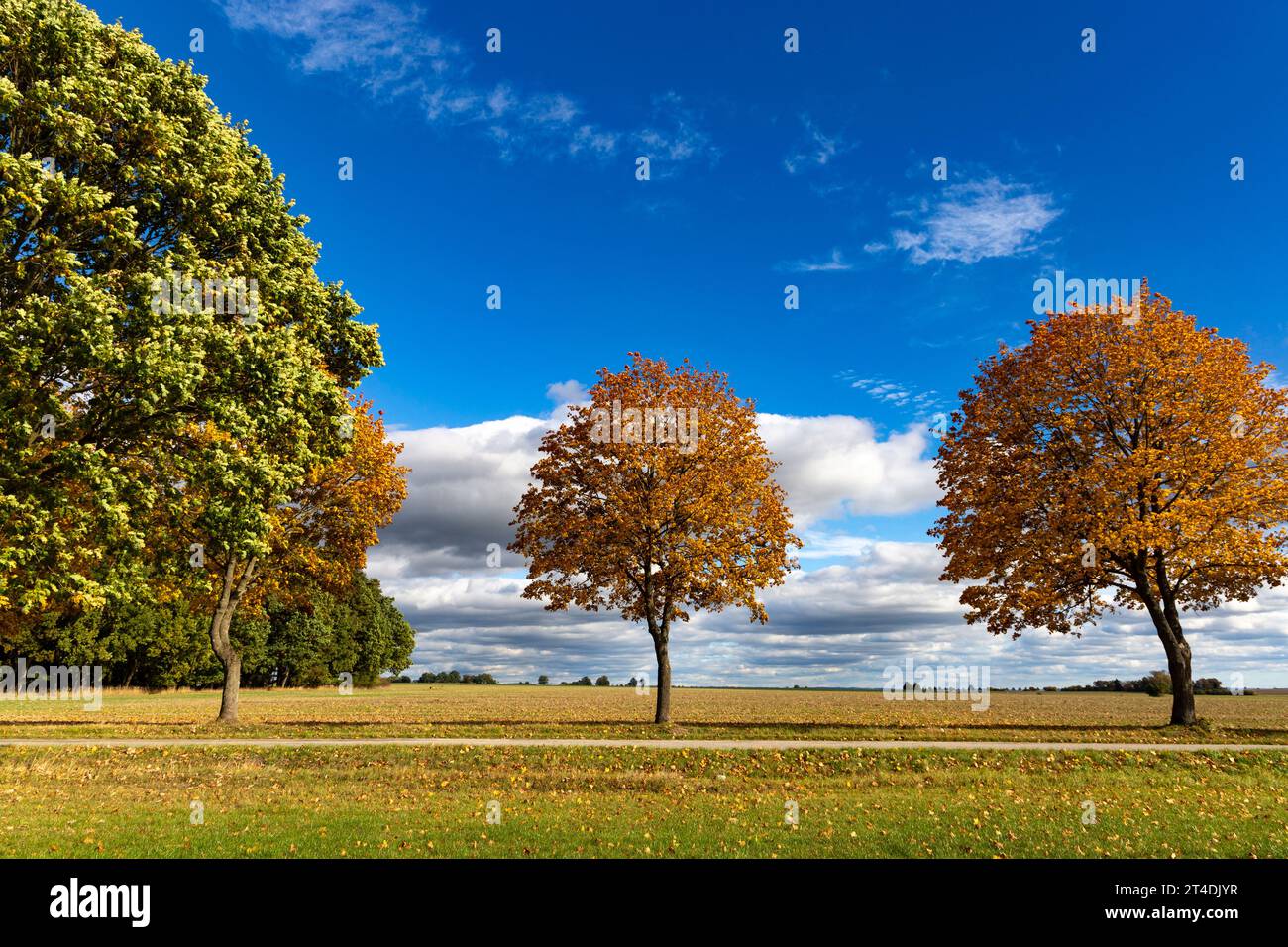 Herbstbaum auf einer trockenen Wiese über blauem Himmel Stockfoto