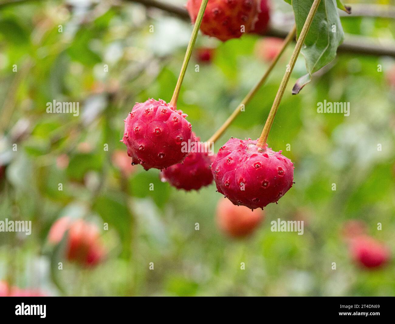 Die stumpfrote Erdbeerfrucht des chinesischen Hartholzes Cornus kousa Stockfoto