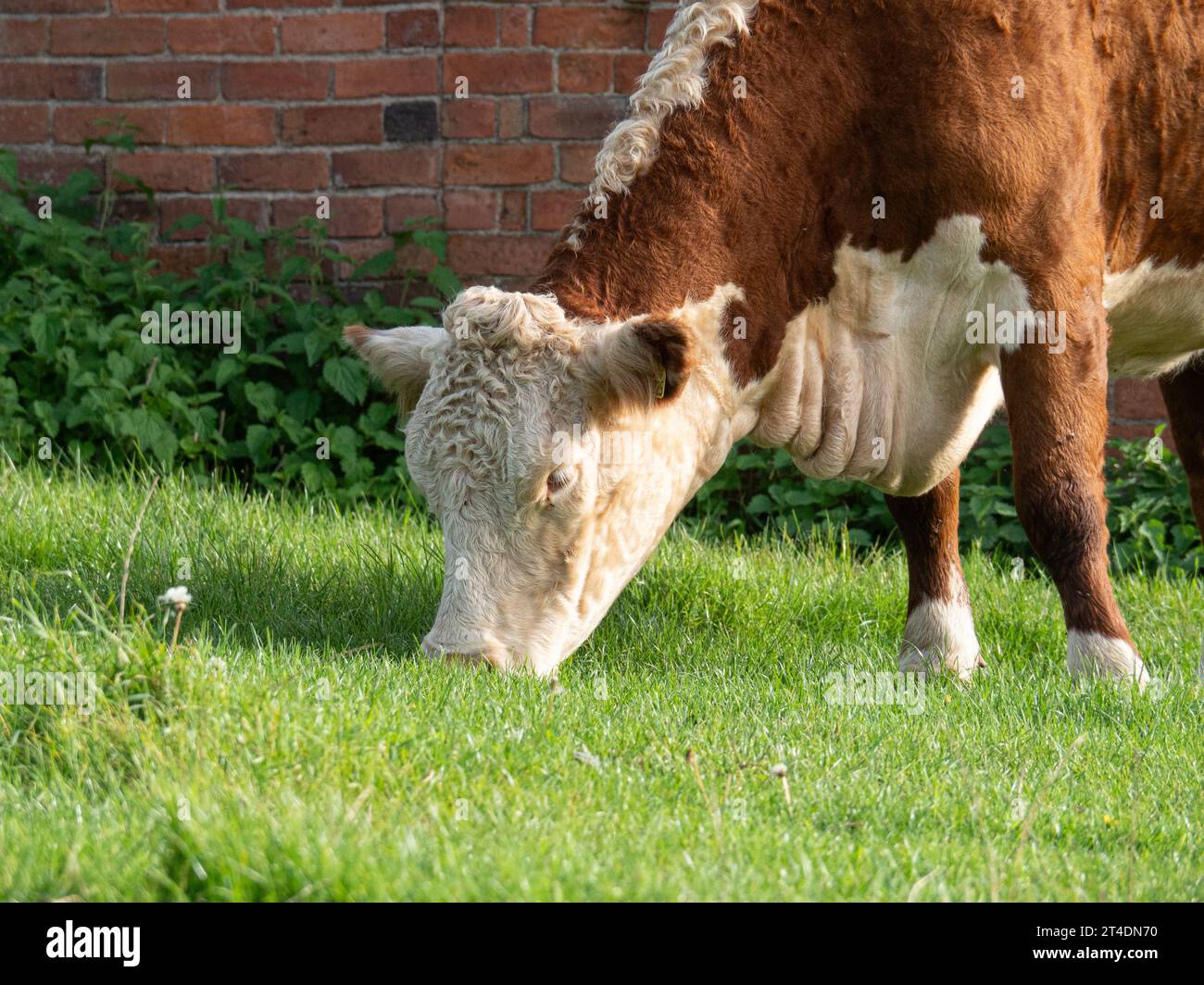 Eine Nahaufnahme einer typischen braunen und weißen Hereford-Kuh, die weidet Stockfoto