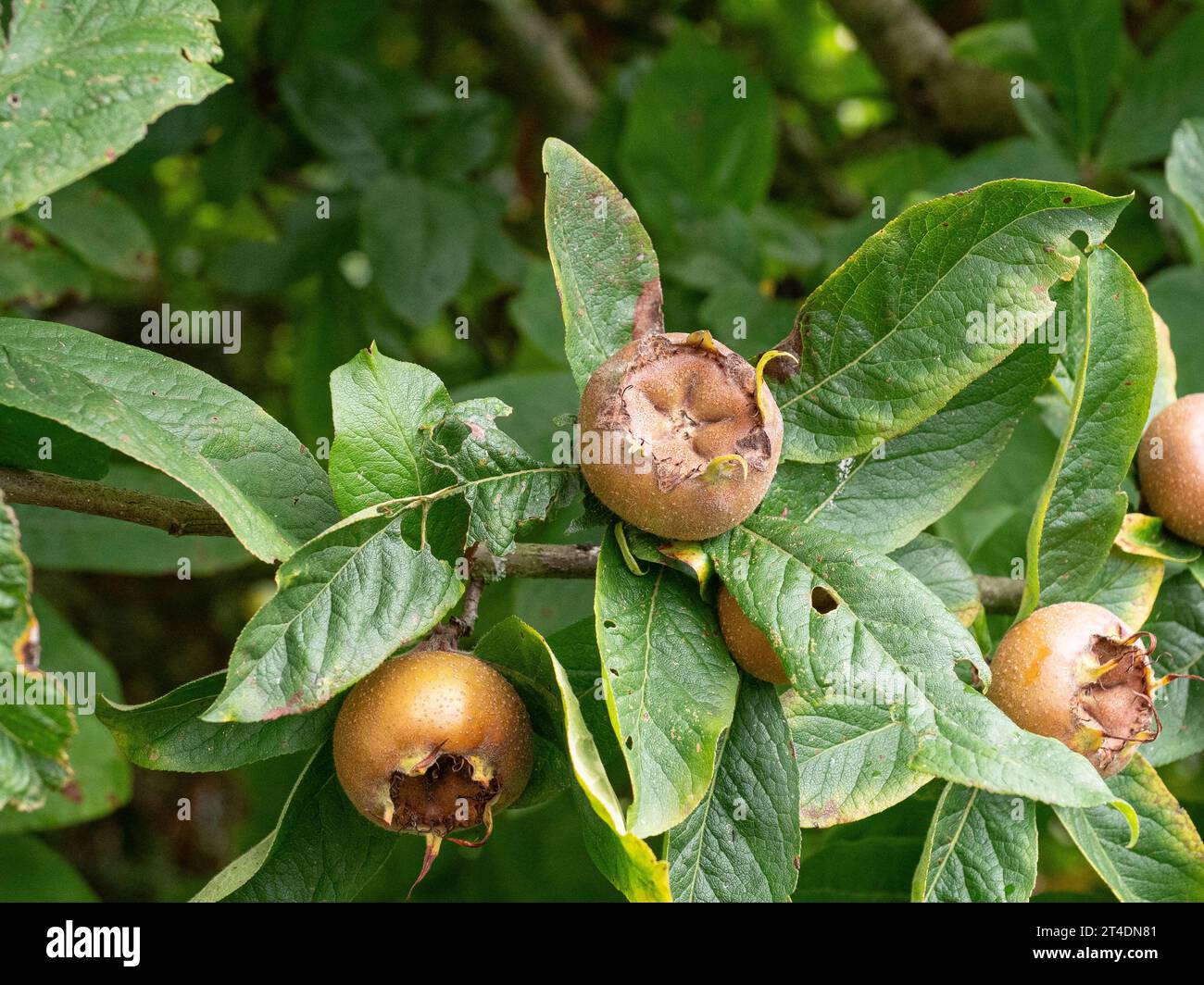 Die glänzend grünen Blätter und die rauen runden Früchte der Medlar - Mespilus germanica Stockfoto