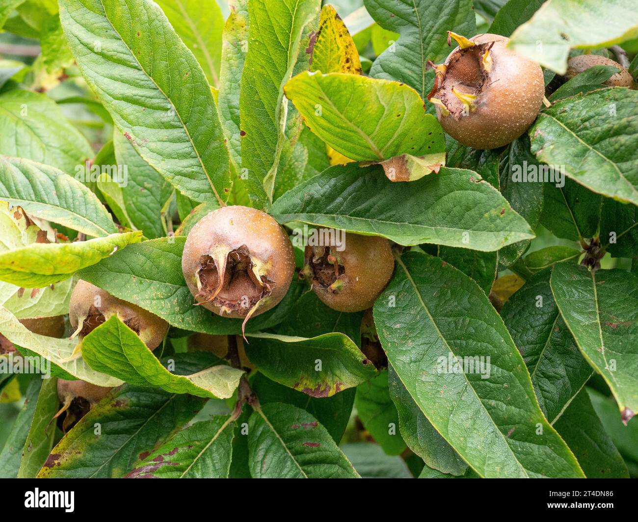 Die glänzend grünen Blätter und die rauen runden Früchte der Medlar - Mespilus germanica Stockfoto