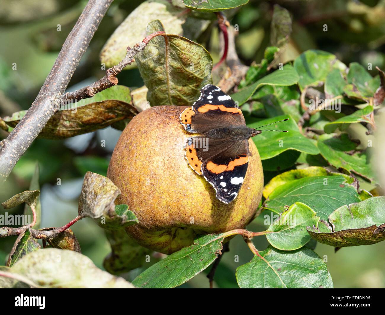 Ein roter Admiral-Schmetterling (Vanessa atalanta) spreizt seine Flügel im Sonnenschein auf einem Apfel Stockfoto